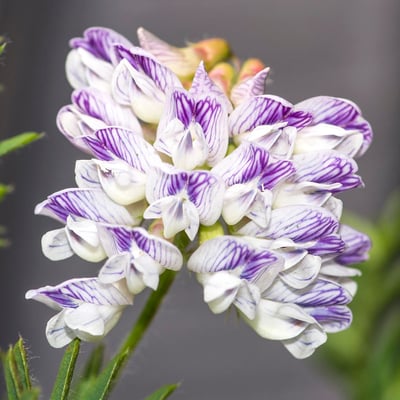 Vicia orobus — flower