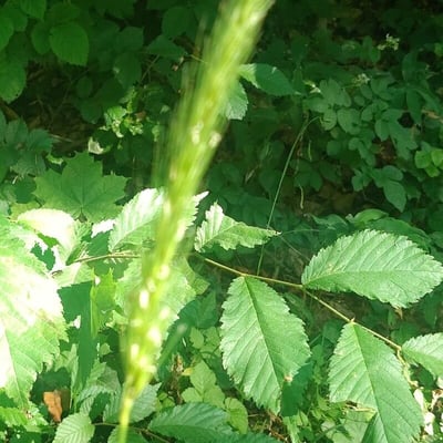 Hordelymus europaeus — flower