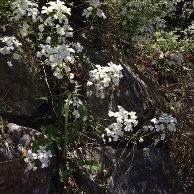 Kernera saxatilis — flower