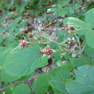 Rubus pedemontanus — flower