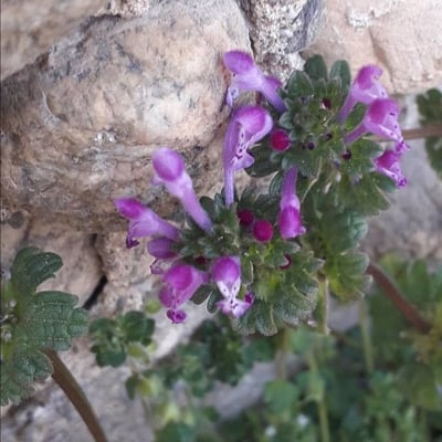Lamium amplexicaule — flower