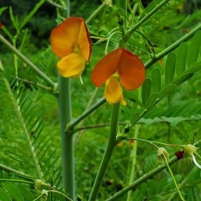 Sesbania herbacea — flower
