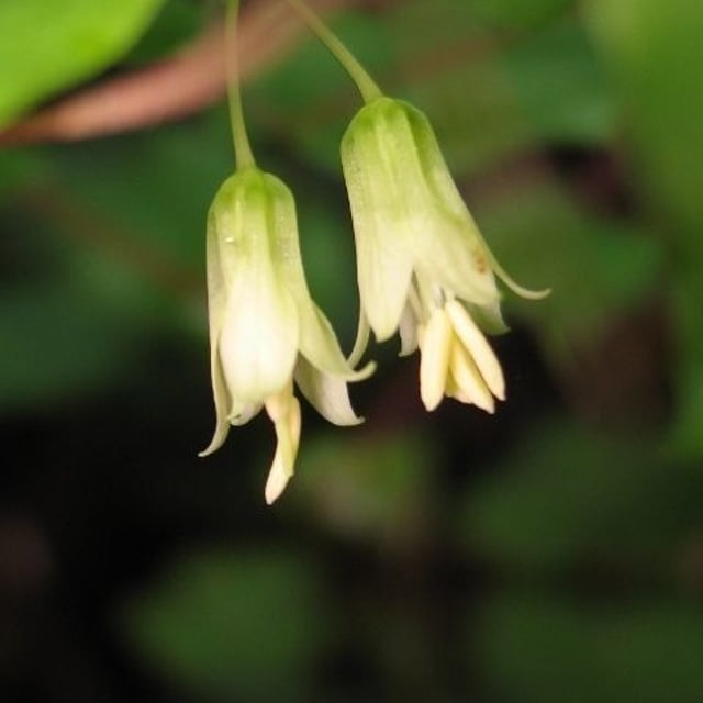 Prosartes hookeri — flower