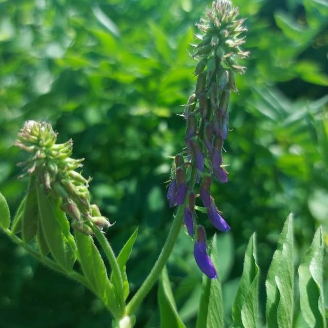Galega orientalis — flower