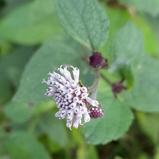 Melanthera nivea — flower