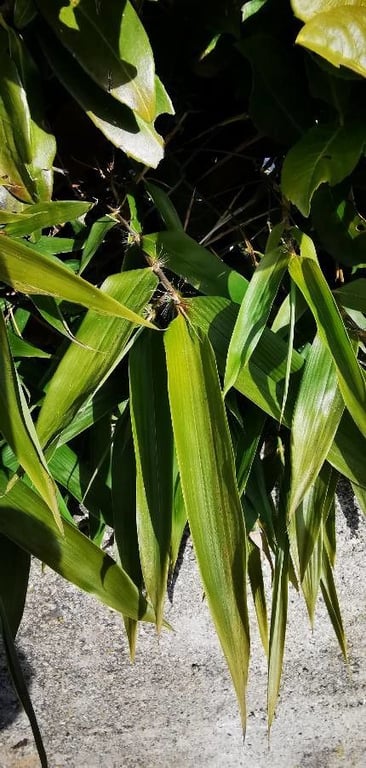 Black bamboo