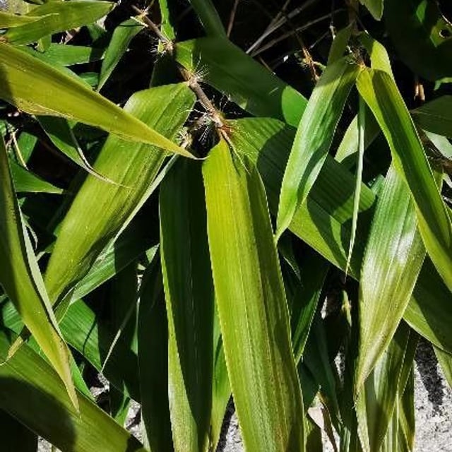 Black bamboo