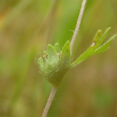 Aphanes australis — flower