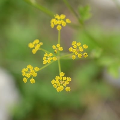 Pastinaca sativa — flower