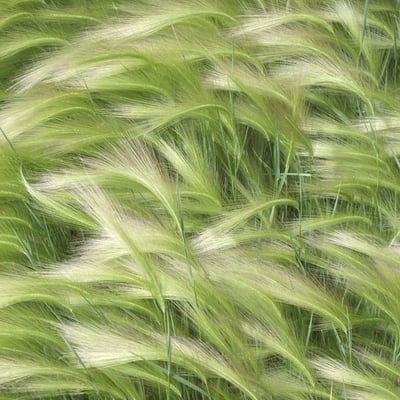 Hordeum jubatum — flower