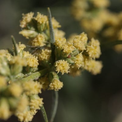 Artemisia douglasiana — flower
