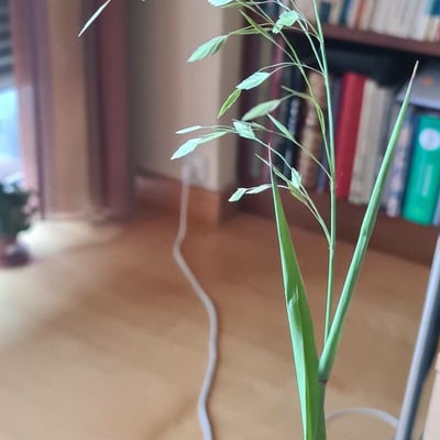 Chasmanthium latifolium — flower