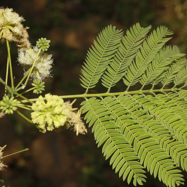 Enterolobium cyclocarpum — flower