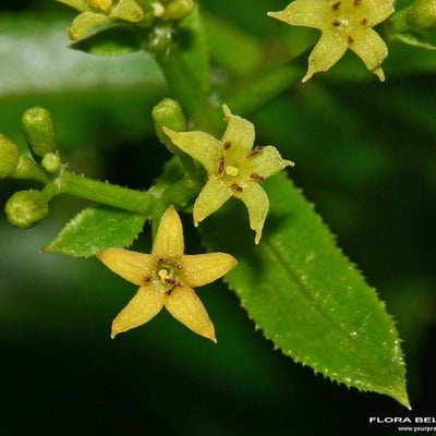 Rubia tinctorum — flower