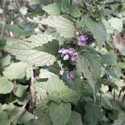 Ballota nigra — flower