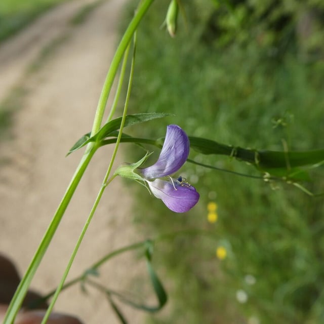 Lathyrus angulatus — flower