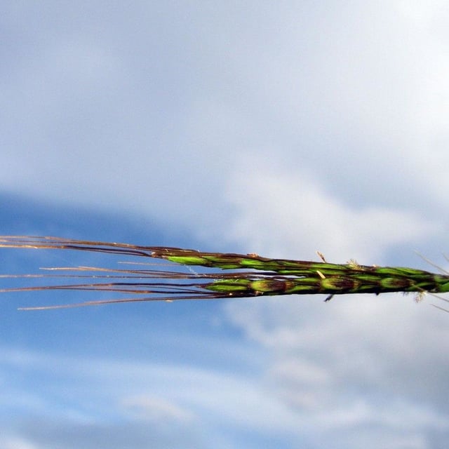 Hyparrhenia rufa — flower