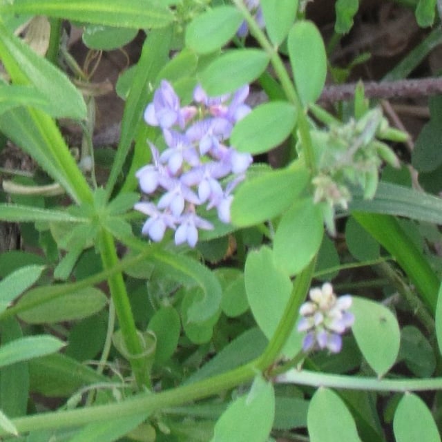 Vicia ludoviciana — flower