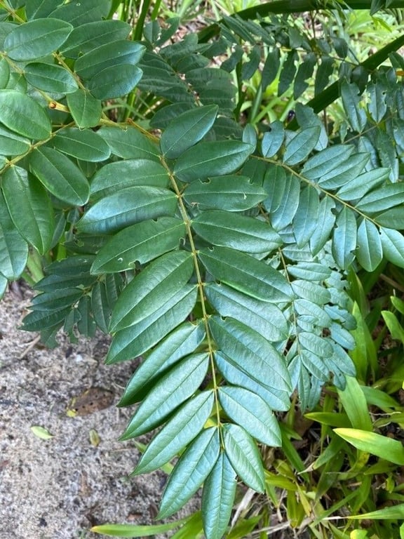 Bowdichia virgilioides
