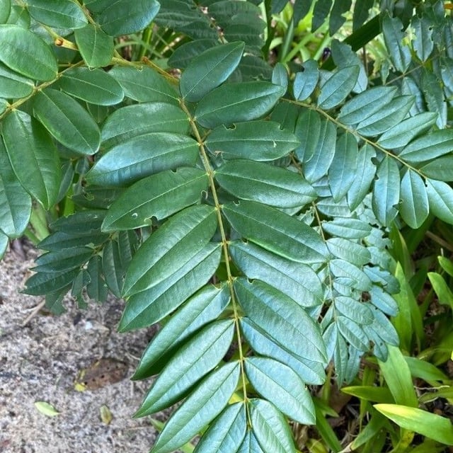 Bowdichia virgilioides — leaf