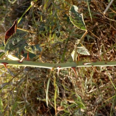 Rosa marginata — leaf