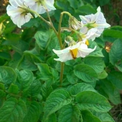 Solanum tuberosum — flower
