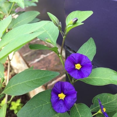 Solanum laciniatum — flower