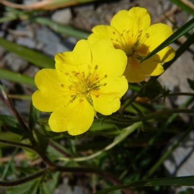Potentilla grandiflora — flower