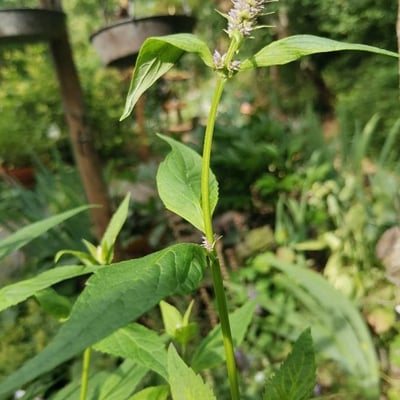 Agastache rugosa — flower