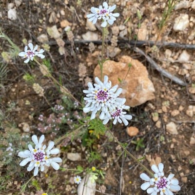 Iberis pinnata — flower