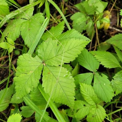 Rubus pubescens — leaf