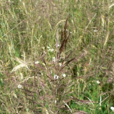 Apera spica-venti — flower