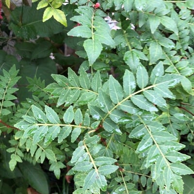 Zanthoxylum schinifolium — leaf