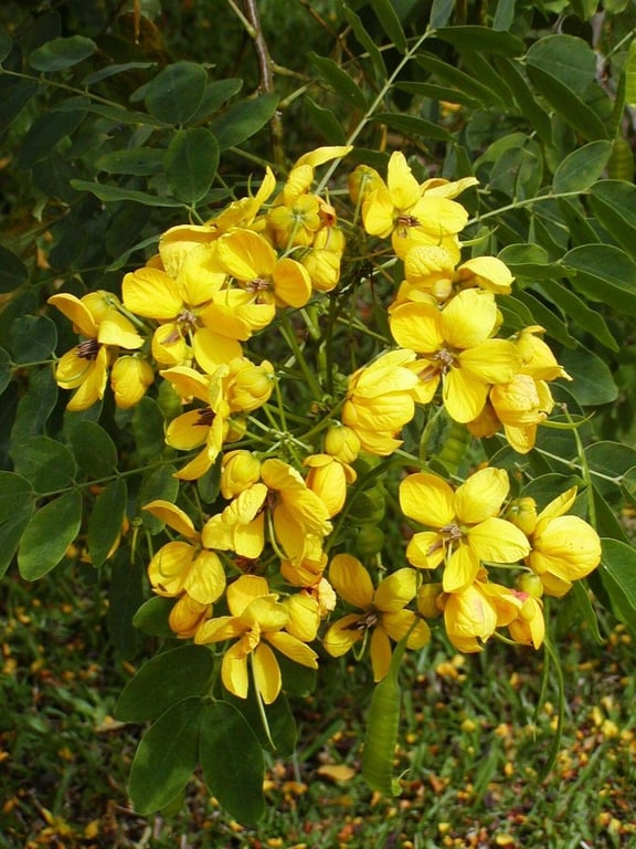 Ironwood cassia