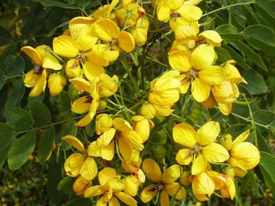 Ironwood cassia