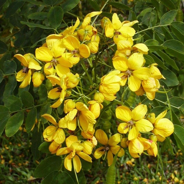 Senna siamea — flower
