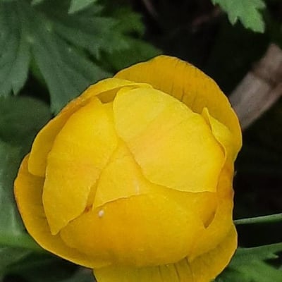 Trollius europaeus — flower