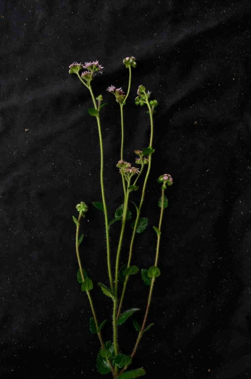 Conocliniopsis prasiifolia