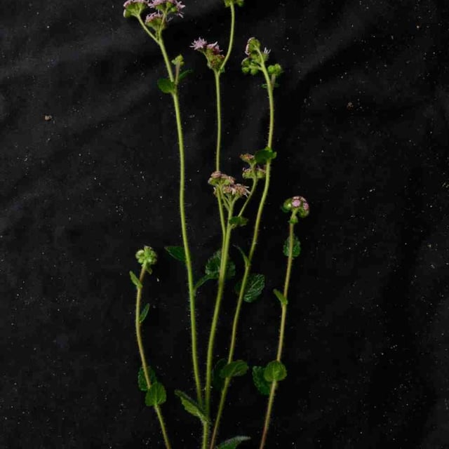 Conocliniopsis prasiifolia