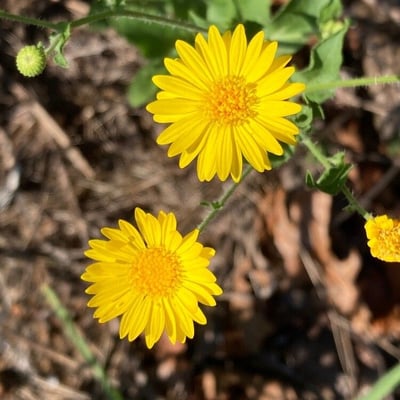 Heterotheca subaxillaris — flower