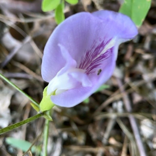 Clitoria mariana — flower