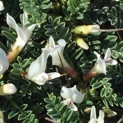 Astragalus tragacantha — flower