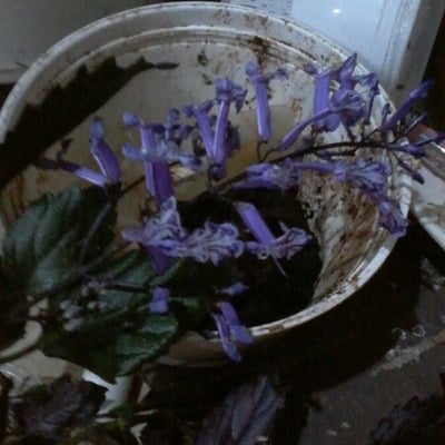 Salvia purpurea — flower