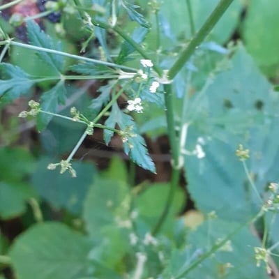 Sison amomum — flower