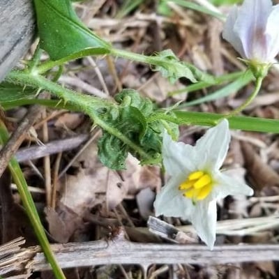 Solanum carolinense — flower