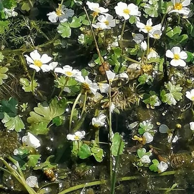 Ranunculus aquatilis — flower