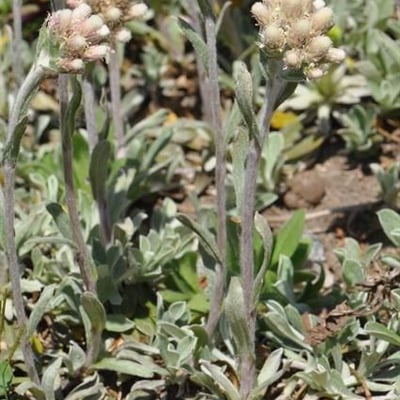 Antennaria howellii — flower