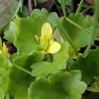 Ranunculus parviflorus — flower