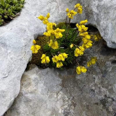 Draba aizoides — flower