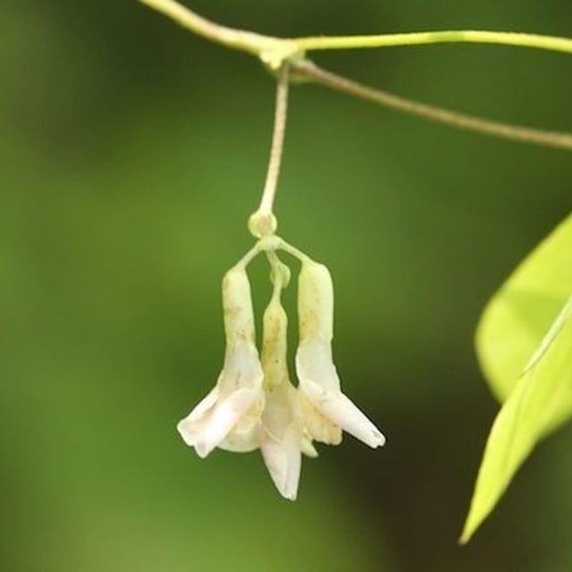Amphicarpaea bracteata — flower